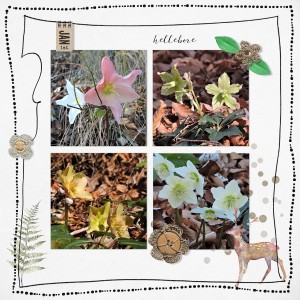 AJ9 - Hellebore