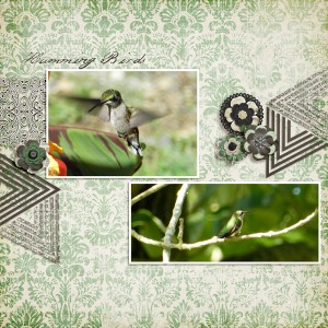 HummingBirds