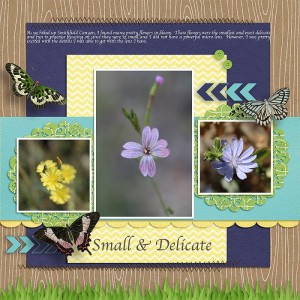 Flowers-web MOC 7