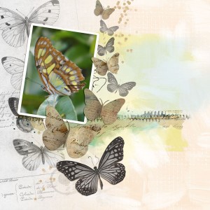 Butterflies