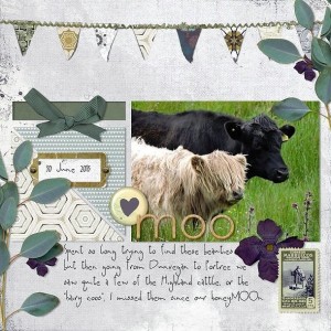 Hairy Coos