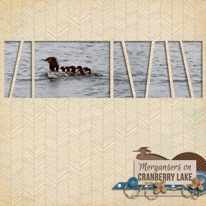 MOC4-27-Mergansers
