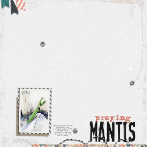 Praying Mantis