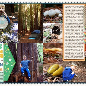Little Basin Redwoods