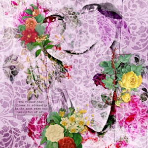 PaulaKesselring_TeaRose_an