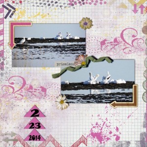 Pelican-Island