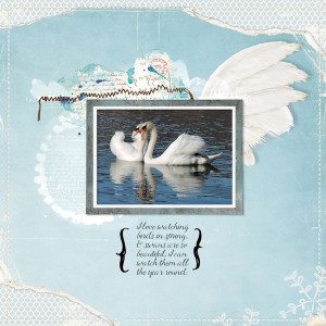 swans
