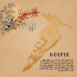 Birds_hoopoe-3