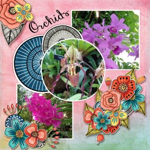 Orchids
