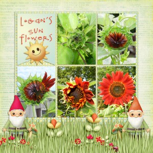 Logan'sSunflowers