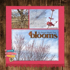 outside photo - My Sunset Maple Tree Blooms