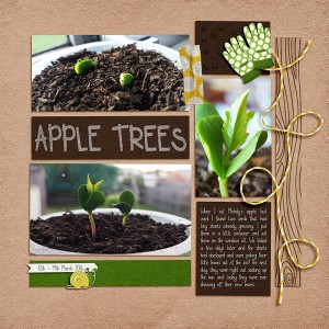 Apple Trees