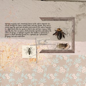 NOLA_bee01