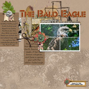 The Bald Eagle-SB Zoo