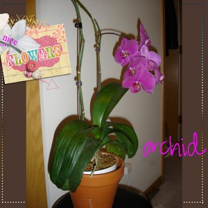 Dalis_cht