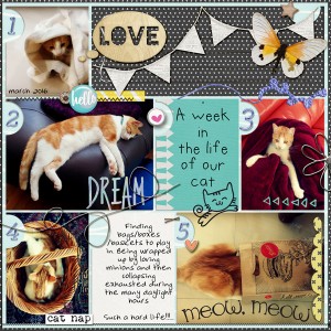 Cat week