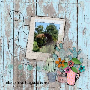 Where the Buffalo Roam
