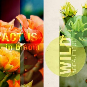 In-bloom-copy