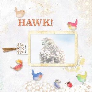 Hawk