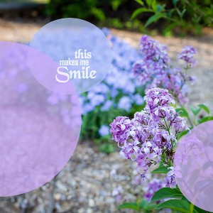 Lilacs in My Garden