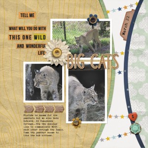 Big Cats
