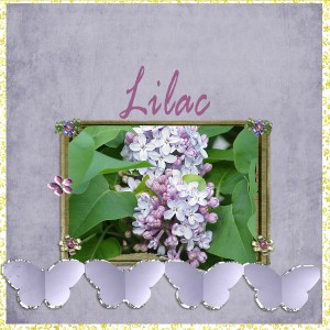 Lilyss1