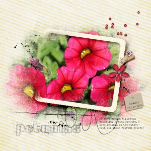 Petunias (May photography challenge)