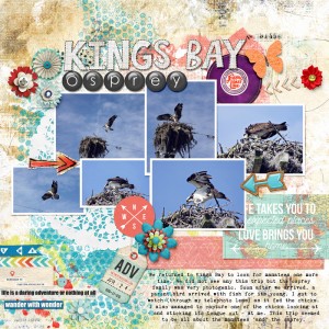 Kings Bay osprey