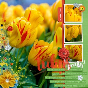 Tulips, finally! (BYOC Challenge May 2016)