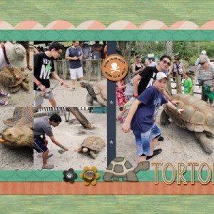 Tortoise Time