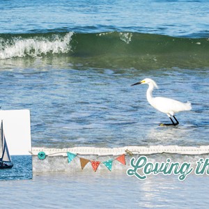 Beach Birds