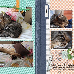 Cats