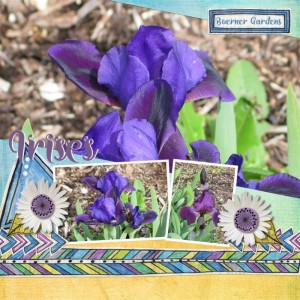 Spring Irises