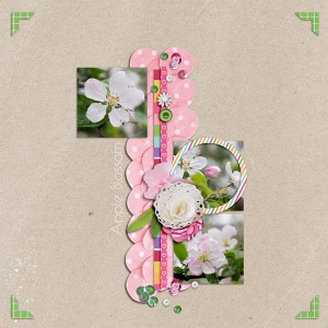 Apple Blossom