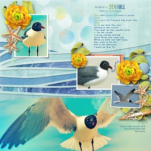 Gulls / Deep Blue Sea