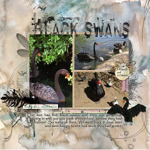 Black Swans (see credits for FREE download)