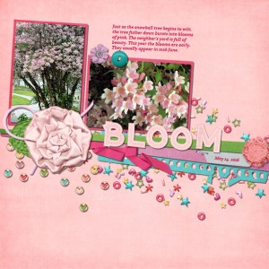 Bloom