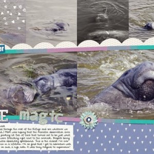 manatee magic