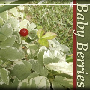 Baby-Berries