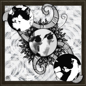 CATS: Belle & Beau