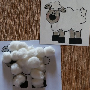 Primary-Sheep
