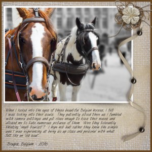 Belgian-horses-photo