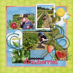 Picking Strawberries