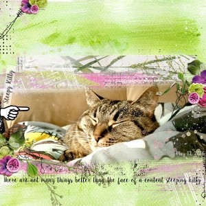 Sleepy Kitty