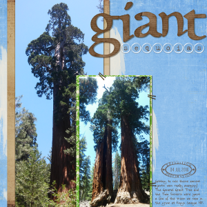 Giant sequoias