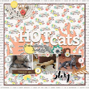 HOTcatssmall