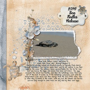 Turtle release