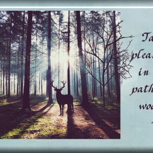 Pathless-Woods (Summer School Challenge Week 4)
