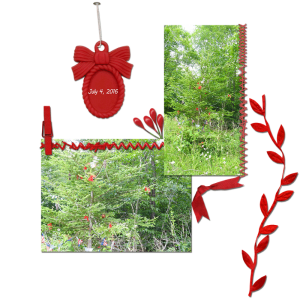 July-Tree