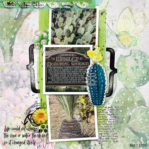 2011-Catalina-Cactus